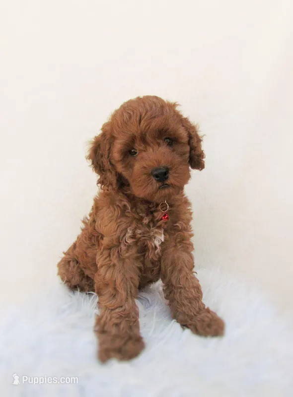 Ian – Cockapoo puppy for sale in Lincoln, MO