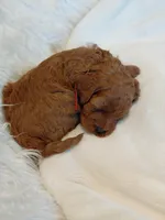 Ian, a male Cockapoo for sale in Lincoln, MO – Photo 4 of 5