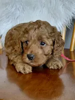 Ian, a male Cockapoo for sale in Lincoln, MO – Photo 2 of 5