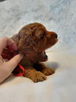 Ian, a male Cockapoo for sale in Lincoln, MO – Photo 3 of 5
