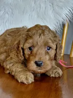 Ian, a male Cockapoo for sale in Lincoln, MO – Photo 1 of 5
