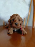 Ian, a male Cockapoo for sale in Lincoln, MO – Photo 5 of 5