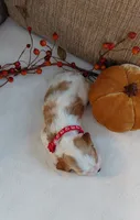 Lainey, a female Cavalier King Charles Spaniel and Cockalier for sale in Lincoln, MO – 2 of 3