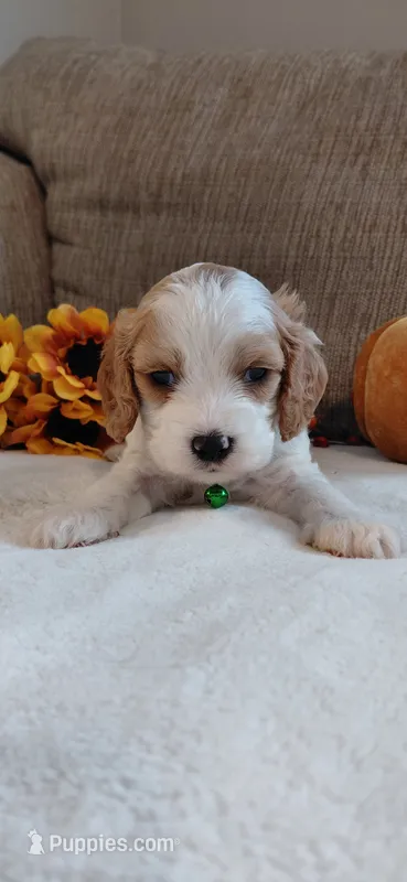 Kellan – Cavalier King Charles Spaniel, Cockalier puppy for sale in Lincoln, MO