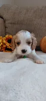 Kellan, a male Cavalier King Charles Spaniel and Cockalier for sale in Lincoln, MO – 1 of 5