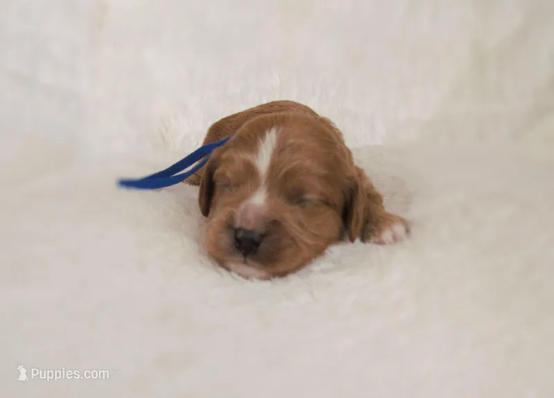 Dex – Cavapoo puppy for sale in Lincoln, MO