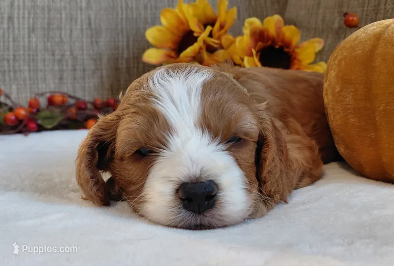 Kade – Cavalier King Charles Spaniel, Cockalier puppy for sale in Lincoln, MO