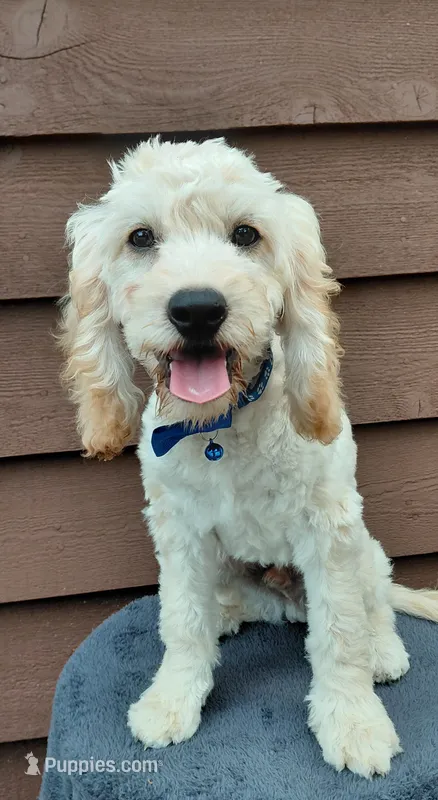 Sawyer – Cockapoo puppy for sale in Lincoln, MO