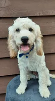 Sawyer, a male Cockapoo for sale in Lincoln, MO – 1 of 7