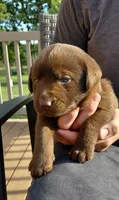 AKC green/collar girl, a female Labrador Retriever for sale in Lincoln, MO – 2 of 7