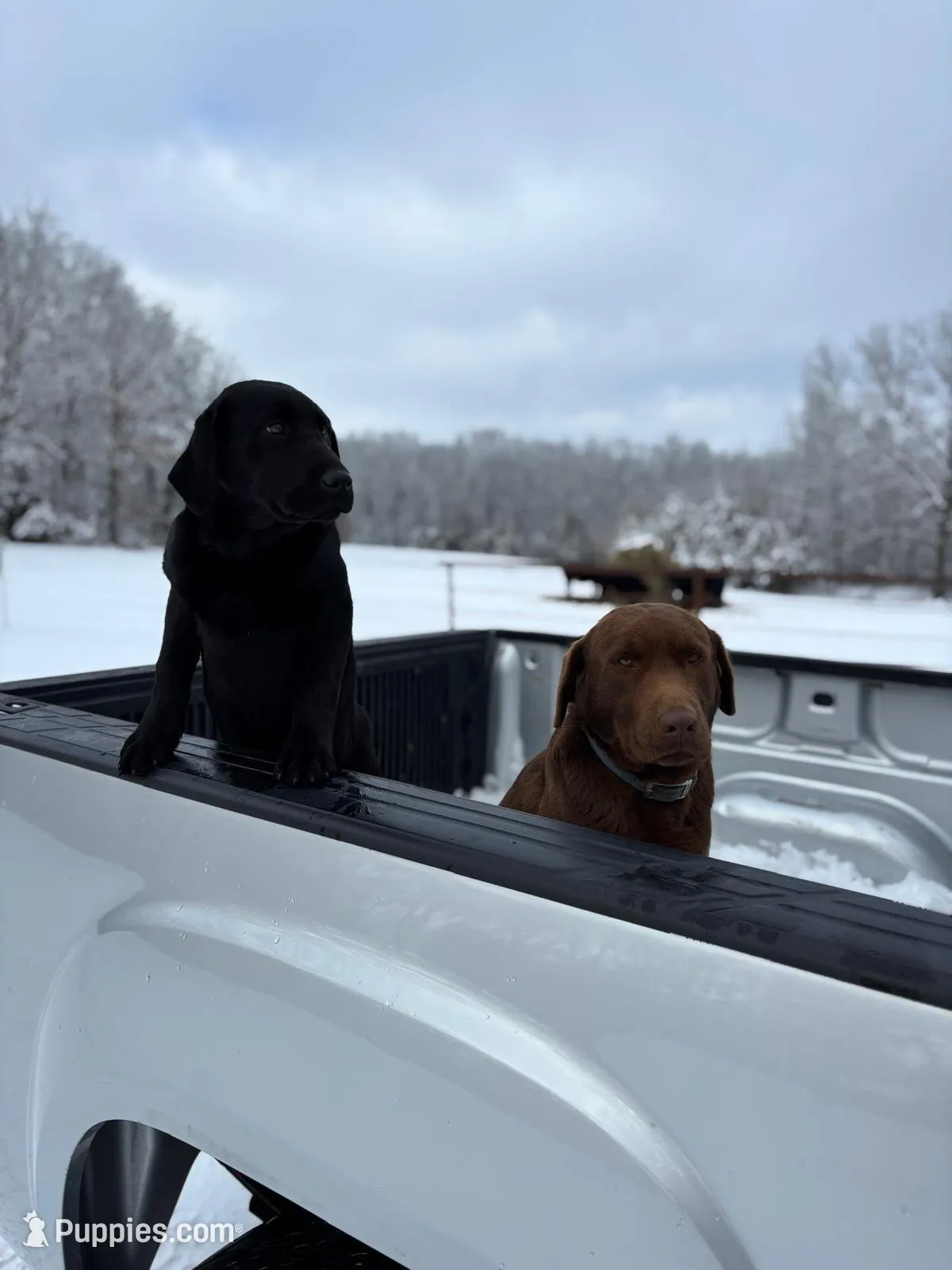 AKC blue/collar boy, a male Labrador Retriever for sale in Lincoln, MO – 5 of 5