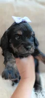 Fern, a female Cavalier King Charles Spaniel and Poodle - Miniature  for sale in Lincoln, MO – 4 of 5