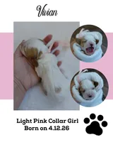 Vivian, a female Cockalier for sale in Lincoln, MO – 2 of 3