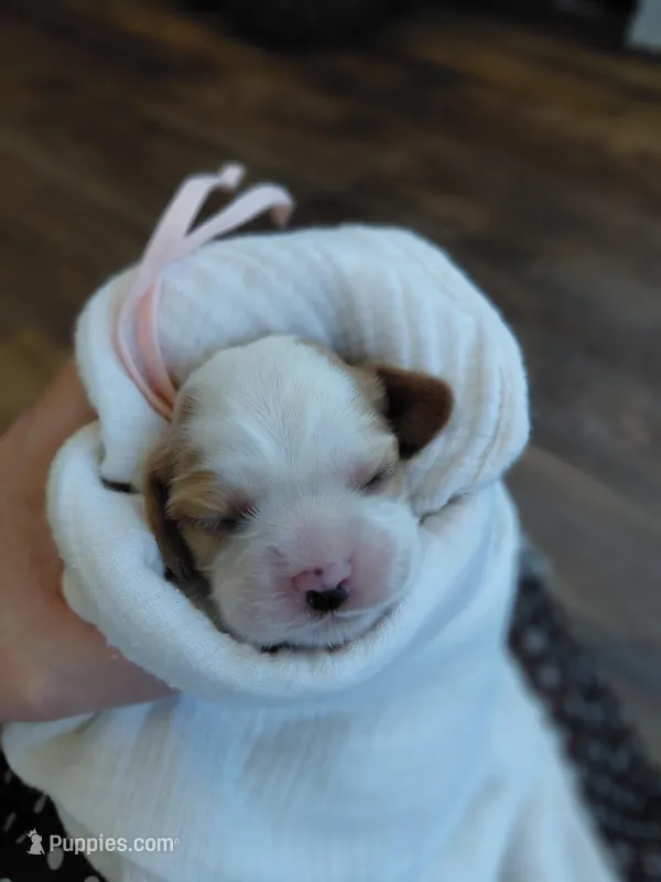 Vivian – Cockalier puppy on hold in Lincoln, MO
