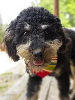 Cupid, a male Poodle - Miniature  for sale in Lincoln, MO – Photo 5 of 6