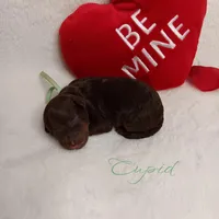 Cupid, a male Poodle - Miniature  for sale in Lincoln, MO – Photo 4 of 6