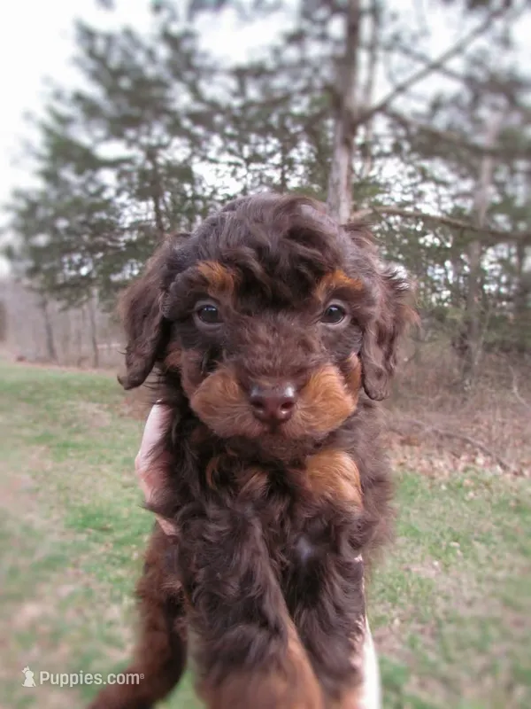 Cupid, a male Poodle - Miniature  for sale in Lincoln, MO – Photo 1 of 6