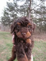 Cupid, a male Poodle - Miniature  for sale in Lincoln, MO – Photo 1 of 6