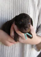 Cupid, a male Poodle - Miniature  for sale in Lincoln, MO – Photo 3 of 6