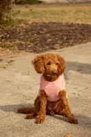 Cupid, a male Poodle - Miniature  for sale in Lincoln, MO – Photo 6 of 6