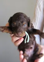 Cupid, a male Poodle - Miniature  for sale in Lincoln, MO – Photo 2 of 6