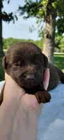 AKC purple/collar girl, a female Labrador Retriever for sale in Lincoln, MO – 2 of 4