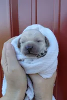 Sawyer, a male Cockapoo for sale in Lincoln, MO – Photo 4 of 5