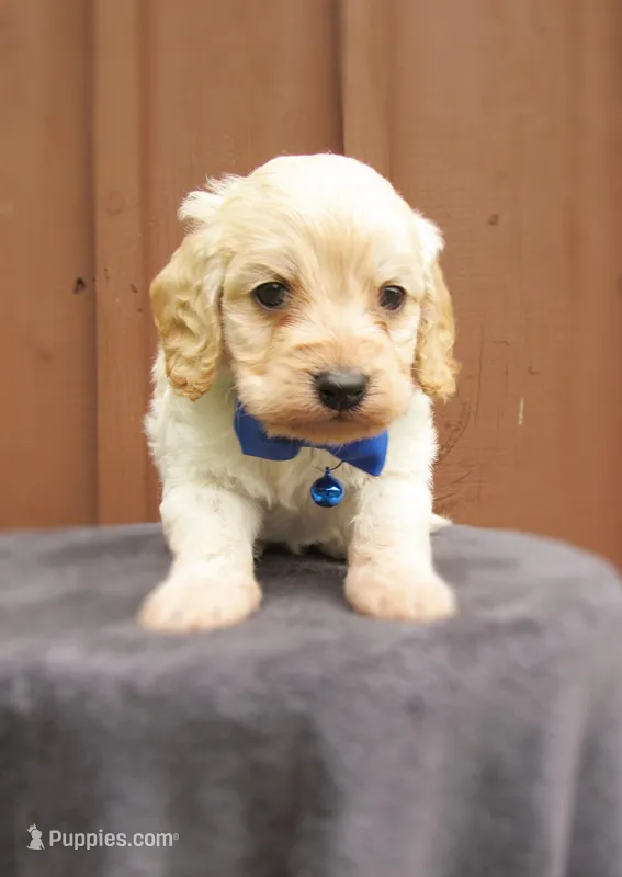 Sawyer – Cockapoo puppy for sale in Lincoln, MO