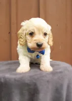 Sawyer, a male Cockapoo for sale in Lincoln, MO – Photo 1 of 5