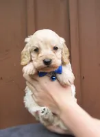Sawyer, a male Cockapoo for sale in Lincoln, MO – Photo 3 of 5