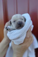 Sawyer, a male Cockapoo for sale in Lincoln, MO – Photo 5 of 5