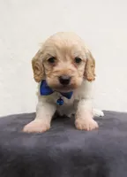 Sawyer, a male Cockapoo for sale in Lincoln, MO – Photo 2 of 5