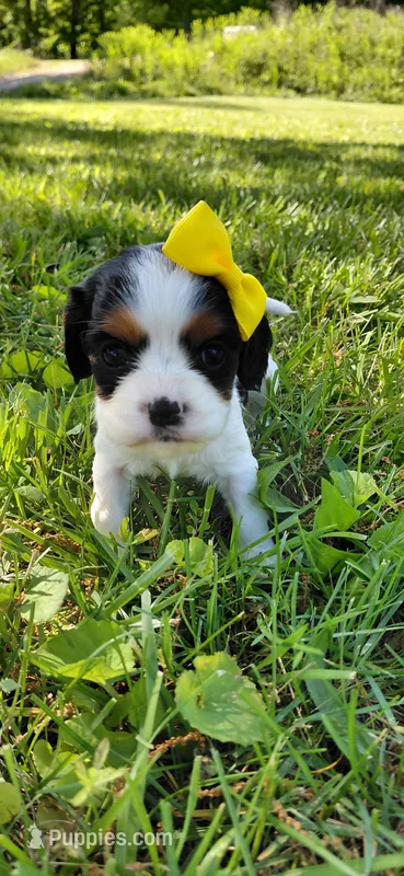 Veda – Cockalier puppy for sale in Lincoln, MO