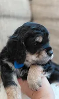Finn, a male Cavalier King Charles Spaniel and Poodle - Miniature  for sale in Lincoln, MO – 3 of 4