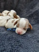 Vinnie, a male Cockalier for sale in Lincoln, MO – 2 of 4