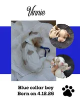 Vinnie, a male Cockalier for sale in Lincoln, MO – 3 of 4