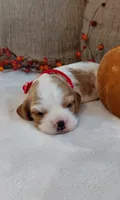 Lainey, a female Cavalier King Charles Spaniel and Cockalier for sale in Lincoln, MO – 3 of 3