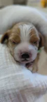 Kellan, a male Cavalier King Charles Spaniel and Cockalier for sale in Lincoln, MO – 3 of 4