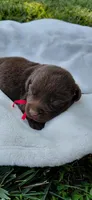 AKC red/collar girl, a female Labrador Retriever for sale in Lincoln, MO – 3 of 5