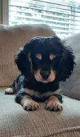 Finn, a male Cavalier King Charles Spaniel and Poodle - Miniature  for sale in Lincoln, MO – 6 of 10
