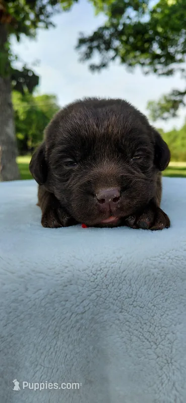 AKC red/collar girl – Labrador Retriever puppy for sale in Lincoln, MO