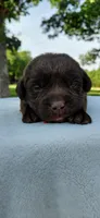 AKC red/collar girl, a female Labrador Retriever for sale in Lincoln, MO – 1 of 5