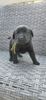 AKC yellow/collar girl, a female Labrador Retriever for sale in Lincoln, MO – 3 of 6