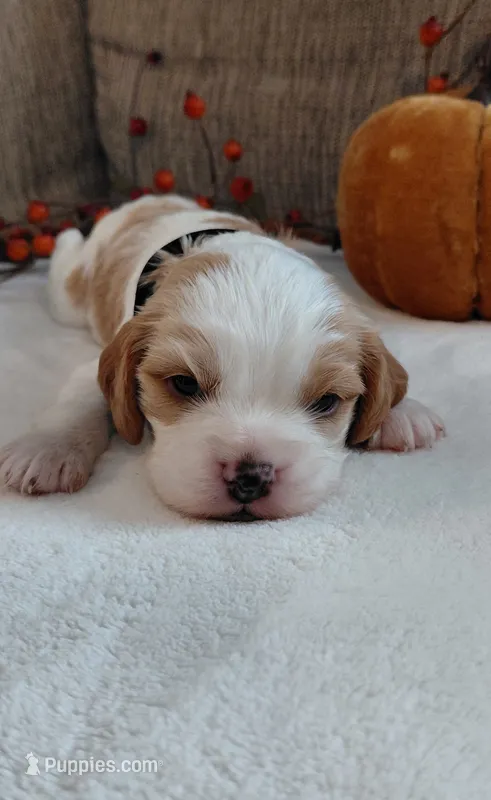 Leo – Cavalier King Charles Spaniel, Cockalier puppy for sale in Lincoln, MO