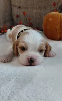 Leo, a male Cavalier King Charles Spaniel and Cockalier for sale in Lincoln, MO – 1 of 3