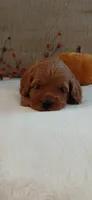 Aslan, a male Cockapoo for sale in Lincoln, MO – 3 of 8
