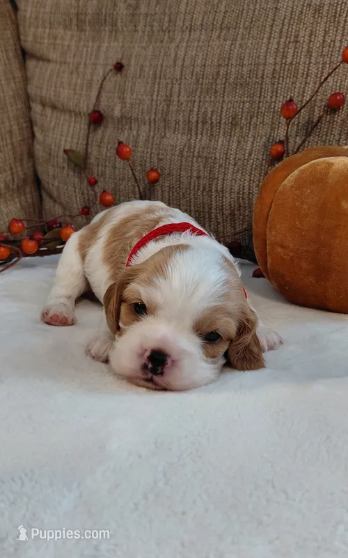 Lainey – Cavalier King Charles Spaniel, Cockalier puppy for sale in Lincoln, MO