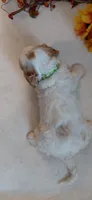 Kellan, a male Cavalier King Charles Spaniel and Cockalier for sale in Lincoln, MO – 3 of 5