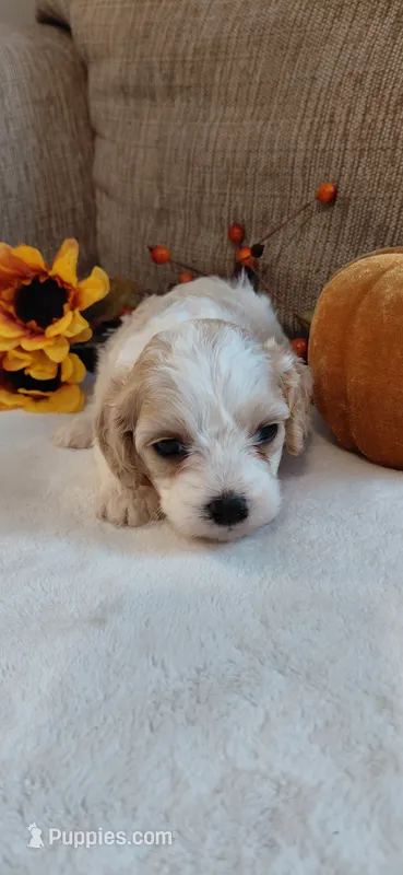 Koda – Cavalier King Charles Spaniel, Cockalier puppy for sale in Lincoln, MO
