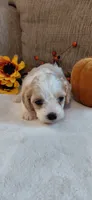 Koda, a male Cavalier King Charles Spaniel and Cockalier for sale in Lincoln, MO – 1 of 4